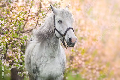 White horse portrait in spring pink blossom tree