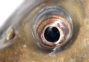 Canvas Print - The eye of a carp fish as a background