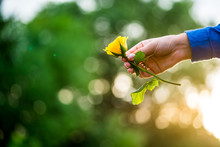 Girl Hands Holding Yellow Rose