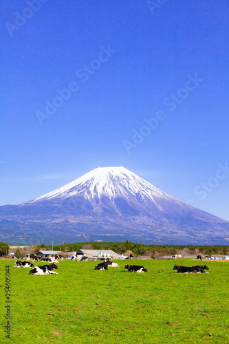 富士山と放牧された牛 静岡県富士宮市朝霧高原にて Stock Foto Adobe Stock