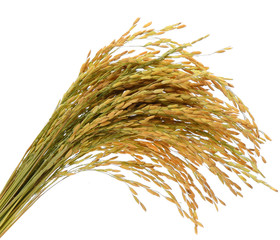 Poster - Ear of rice paddy on white background