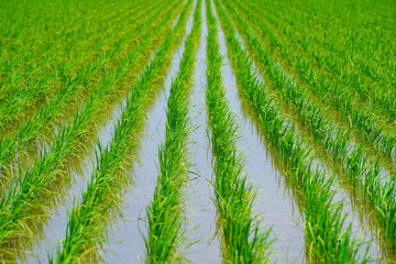 Close up of paddy field.  水田のクローズアップ