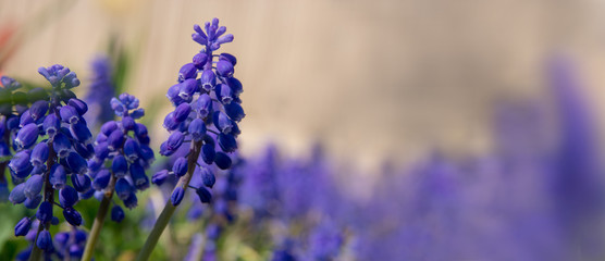 Grape hyacinth Muscari armeniacum flowering in early spring. Macro of blue Muscari flower meadow. Many muscari blue grape hyacinth flowers in green garden. Spring muscari grape hyacinth flowers Banner