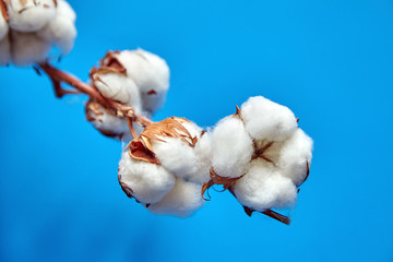 Wall Mural - White cotton flowers on blue background