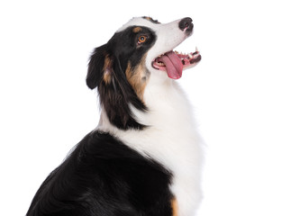 Wall Mural - Close up portrait of cute young Australian Shepherd dog with tongue out, isolated on white background. Beautiful adult Aussie, looking away.