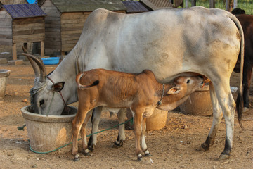 cow feeding its calf and cow eating as well . hungry cow and calf both eating at the same time during sunset in a village with hen cage in the background.