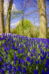 Wall Mural - Colourful  Spring Formal Garden