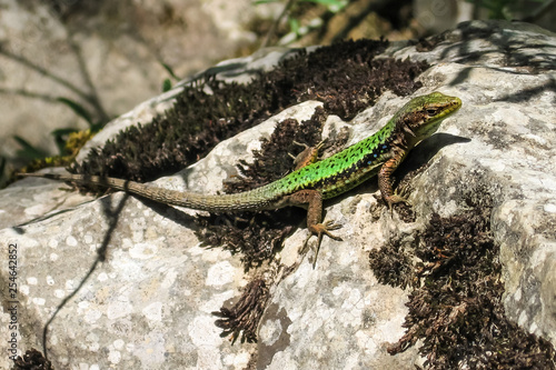 Photographie The lizard Lacerta viridis sits on a stone under the sun