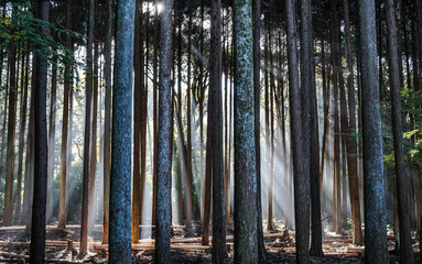 Wall Mural - Deep forest with sun lights in the dawn