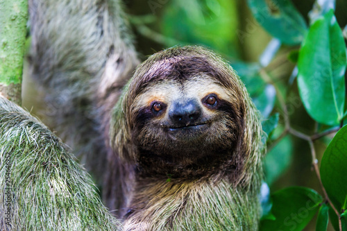 Fotografía sloth, Manuel Antonio National Park, Costa Rica, Central America