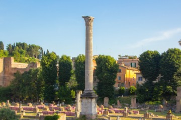 Wall Mural - Ancient ruins of Forum in an evening sunset in Rome, Italy