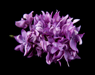 Wall Mural - lilac flowers isolated on black background