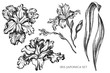 Vector collection of hand drawn black and white iris japonica