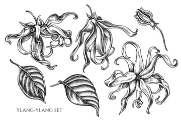Vector collection of hand drawn black and white ylang-ylang