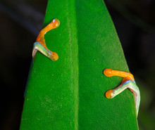 Red-Eyed Tree Frog Hands On A Leaf