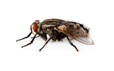macro of a fly on a white background
