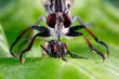 Robber Fly Captures and Eats another Fly