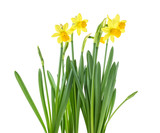 Fototapeta Dmuchawce - Beautiful fresh daffodils flowers isolated on white background. Spring flowers.