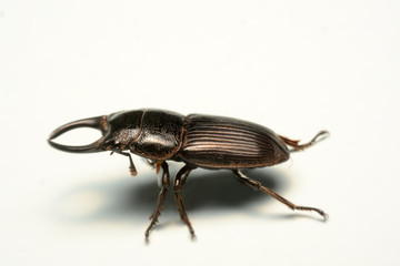 Old-sculptured stag beetle isolated on white background.Close-up photography, macro body of black beetle,