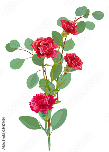 Bouquet of carnation schabaud, red flowers, twigs of eucalyptus populus, whit...