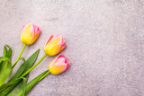 Fototapeta Tulipany - Spring concept. Gentle tulip on stone background. Card, wallpaper, copy space, top view.
