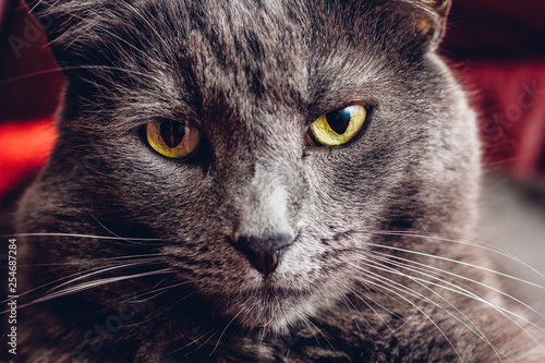 Russian Blue Cat Close Up With Big Yellow Eyes Buy This Stock