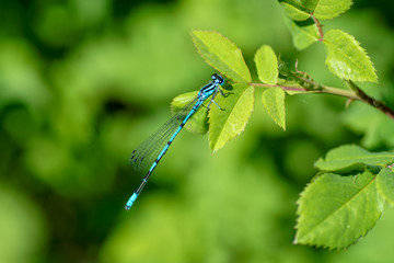 Vogel Azurjungfer (Libelle) auf Blatt