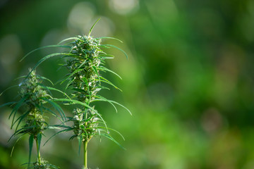  Marijuana leaves, Cannabis on beautiful background.