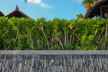 Wall Mural - wooden fence and green hedge against blue sky