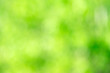 © photolink - Green bokeh background from nature forest out of focus