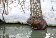 A Wild Beaver In A City Park Climbed Into A Puddle With Warm Sewage.