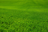 Fototapeta Maki - green grass background texture