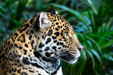 Wall Mural - An adult jaguar (Panthera onca) up close among jungle vegetation.