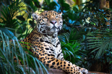 an adult jaguar (panthera onca) relaxing among jungle vegetation.