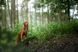 dog in the forest, walk with a pet. Spring mood