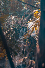 waterfall behind the leaves in the jungle