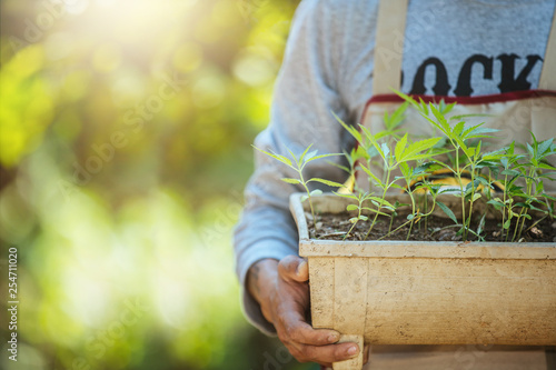 Cuadros en Lienzo Agriculture holding pots of marijuana trees