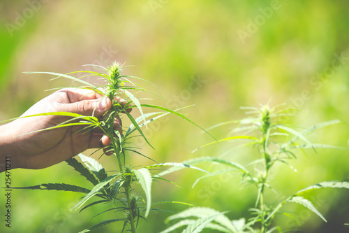 Fotomural Marijuana leaves, Cannabis on beautiful background.