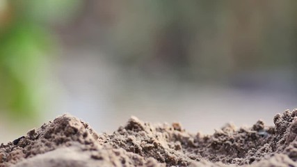 Wall Mural - Slow motion hand digging and planting young plant to ground