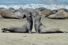 Two Big Elephant Seal Bulls Fighting For Their Harem On A Beach In San Simeon, Highway 1 California