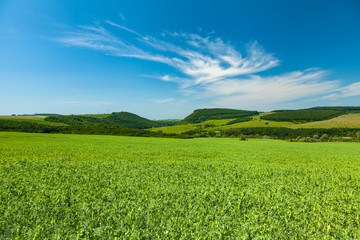 Wall Mural - Landscape with hills