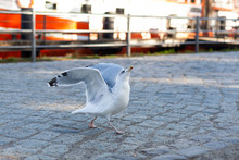 Seagull At The Harbor