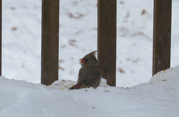 Wall Mural - Cardinal Snack