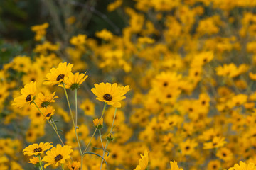  helianthus sunflower meadow