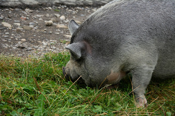 Beautiful gray small domestic pig on the road.