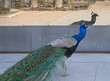El pavo real común o​ Pavo cristatus, refleja su sombra en un cristal, especie de ave galliforme de la familia Phasianidae 