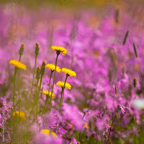 Fleurs Jaune Près De Dim Matin Lever Du Soleil Banque D