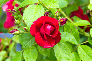 Wall Mural - Beautiful red rose after the summer rain