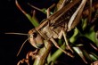 migratory locust on flower