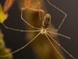longbodied cellar spider